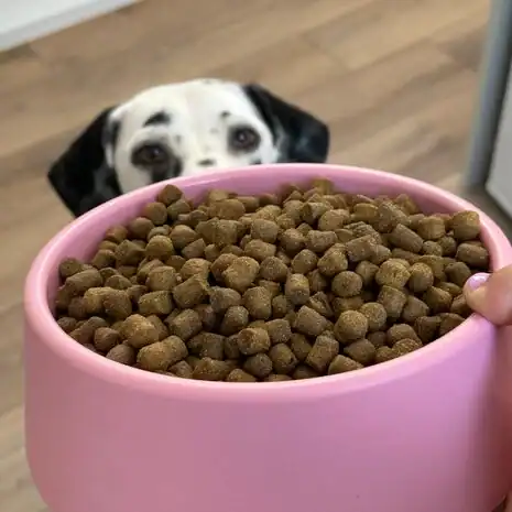Beco Steady Dog Bowl - Afbeelding 2