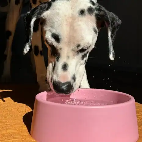 Beco Steady Dog Bowl - Afbeelding 5