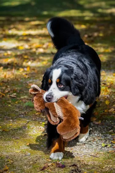 Hugglehounds X-Brace Maple Moose - Afbeelding 3
